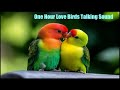 One hour love birds talking sound  | Love birds sound meaning