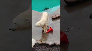 20240312ホッキョクグマのエサの時間 お魚を食べるユキ #男鹿水族館GAO #ホッキョクグマ