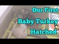 Our First Turkey Egg Hatched!!