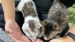 子猫が初めて膝の上でおやつを食べてくれた。とても可愛かったですが右手の薬指が痛いです