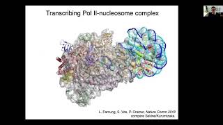 Recent Insights into Chromatin Transcription by RNA Pol II | Patrick Cramer | Online Workshop