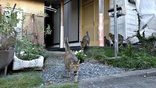 【地域猫】ニャルソック綜合警備保障は法令遵守の企業です。～茶奈津か～ちゃん編～【魚くれくれ野良猫】