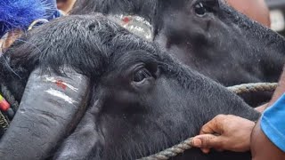 ಕೌಡೂರು ಕೊರಿಪಡ್ಪು ಕಂಜಿಳೆನ ಕುದಿ ಮೂಡಬಿದ್ರಿ ಕಡಲಕೆರೆ ಒಂಟಿಕಟ್ಟೆ 11-10-2022.