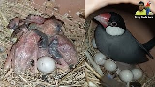 Java sparrow breeding progress | Java Breeding tips | Java sparrow breeding information