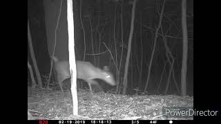 Muntjac (Muntiacus reevesi) Collection 1 Stroud Gloucestershire