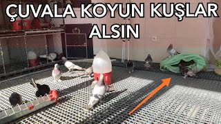 GÜVERCİN YUMURTLAMİYORSA BUNLARI YAPIN.UCAN KUŞ YUMURTLAMAZ.