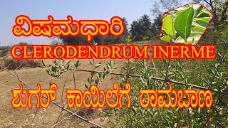 CLERODENDRUM INERME||ವಿಷಮಧಾರಿ ಗಿಡ||