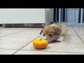 Corgi Puppy Can't Deal With Mini Pumpkin