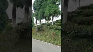 Darjeeling to Mirik || দার্জিলিং থেকে মিরিক যাওয়ার পথে || Darjeeling || MIRIK || Pranab Traveller's