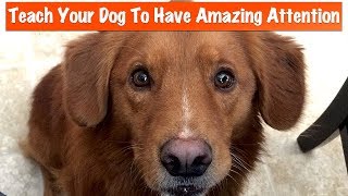How To Teach Your Dog To Pay Attention To You - Dog Training Podcast