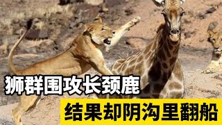 狮子围攻长颈鹿却被长颈鹿狂踢踩踏上演阴沟里翻船场面