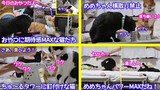 2021ｰ08-25保護猫たちの「ほっこり猫ライブ」大人気のおやつ「ちゅ～るタワー」に釘付けな猫たち！Cat live Stream in Japan -Cat Life TV