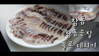 참돔 유비끼 _ 참돔손질 뜨거운 물로 데치기 회썰기