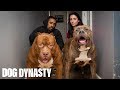 Download Kong: The 150lb Pitbull Puppy Set To Outgrow Hulk | DOG DYNASTY In Mp4 3Gp Full HD Video