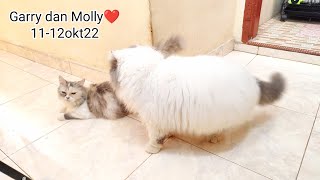 Garry dan Molly🐈 Jasa Kawin Kucing Malang