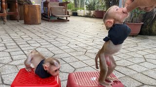 This is the method for teaching a young monkey to walk like a person