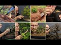 Update on 10 exciting bonsai projects, Winter 2023