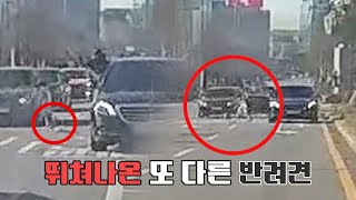 위험천만 탈출견(?) 창문에서 뛰어내린 반려동물💨 | 한블리 (한문철의 블랙박스 리뷰) 15회 | JTBC 230119 방송