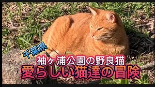 袖ヶ浦公園の秘密❗野良猫達の隠れ家を探せ❗