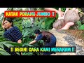 RAHASIA KATAK PORANG JUMBO !! BEGINI CARA KAMI TANAM SIMAK SAMPAI HABIS