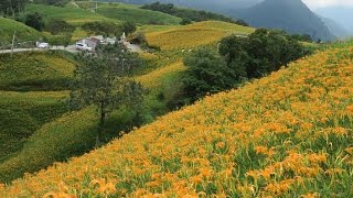 六十石山.亮麗的金針花海【2016秋.Taiwan旅遊趣】