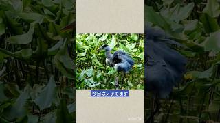 入浴からブルブル(ダンス)まで 10月上旬　＃grayheron ＃アオサギ #石神井公園