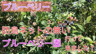 ブルーベリー　防鳥ネットの無いブルーベリー園