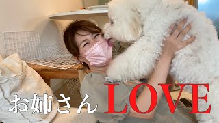 Puppy in love with an adult woman.【cockerspaniel\u0026toypoodle】