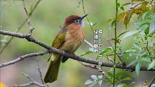 Mountain Bulbul