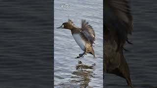 🐦【鳥図鑑】🐦スズガモ（66）Greater Scaup / Diving duck