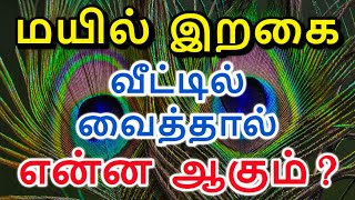 மயில் இறகு வீட்டில் வைக்கலாமா | மயில் தோகை வீட்டில் வைக்கலாமா