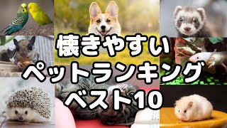 懐きやすいペットランキング「ベスト10」最新版2023