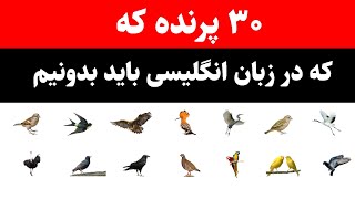 حیوانات به انگلیسی|اسامی پرندگان به انگلیسی