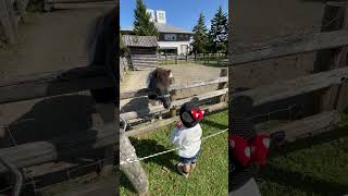 お辞儀するポニーと1歳児 #子どものいる暮らし #1歳児 #子ども #動物 #北海道