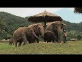 Assignment Asia: Thailand’s elephant whisperer