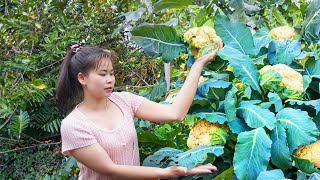 Take care of newborn puppies - Harvest green cauliflower - Village Life | Tiểu Ca Daily Life