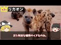 【衝撃】イヌ科１位がカッコ良すぎる… 犬科動物最強ランキングtop5【ゆっくり解説】