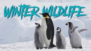 WINTER WILDLIFE || WINTER ANIMALS || RELAXING VIDEO || RELAXING MUSIC