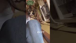 トイレから出た人間を狩る三毛猫　#保護猫