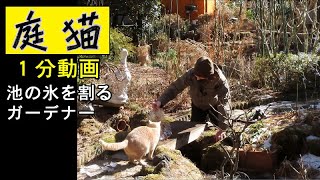 【庭猫】１分動画・池の氷を割るガーデナー