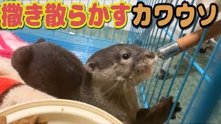 ご飯を撒き散らかすカワウソしゃもじ