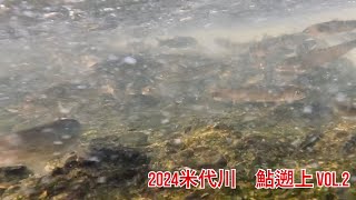 米代川で鮎釣り 2024.6.14水中撮影-扇田堰堤-