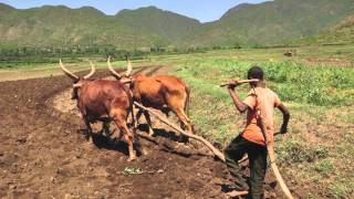 ploughing in Ethiopia