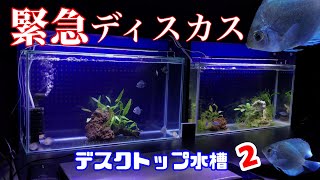 【アクアリウム/熱帯魚水槽】ディスカスが予定よりスゴイ早く届いたので緊急対応する-横になったディスカスは復活するのか/デスクトップ水槽立上げ２-特注水槽が机に2台並んだ/小僧と池ガサガサ、謎のハゼ捕獲