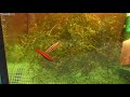 Nannostomus mortenthaleri / Coral Red Pencilfish spawning