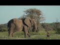 Your Weekly Wild Escape | Elephants Among Golden Flowers (Feb 2025)
