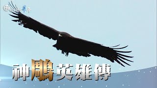 【似水華年】導讀 - 20210606 - 山林魅影 - 林鵰