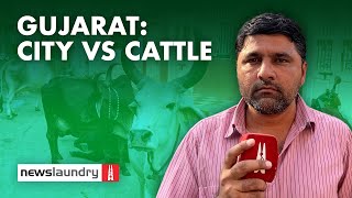 Is stray cattle a poll issue in Gujarat? Here’s what Maldhari voters think | Ground Report