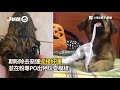 享福1年萌犬遭退養...愛媽憂愁 怕牠「心靈受傷」雙倍疼愛給希望│寵物│狗狗