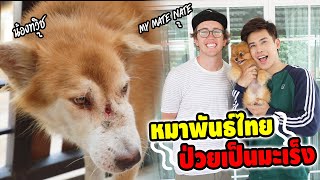 บุกบ้าน My Mate Nate! กับเรื่องราวหมาไทยสุดเหลือเชื่อ!? (ป่วยเป็นมะเร็งรักษาเป็นปี!)